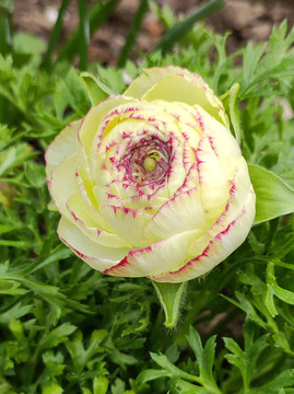 花毛茛