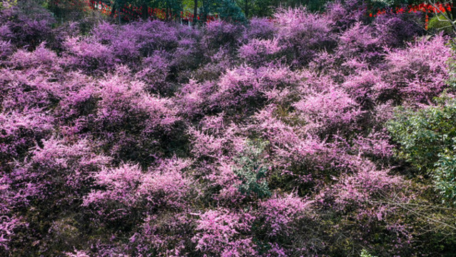 櫻花