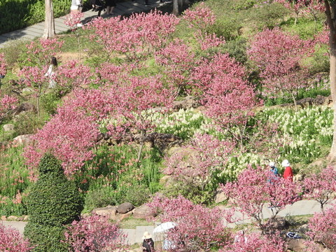 桃花盛開