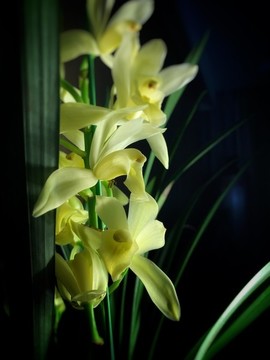 蘭花