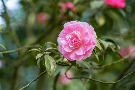 茶花