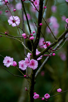 梅花樹