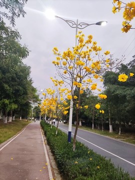 黃花風(fēng)鈴木