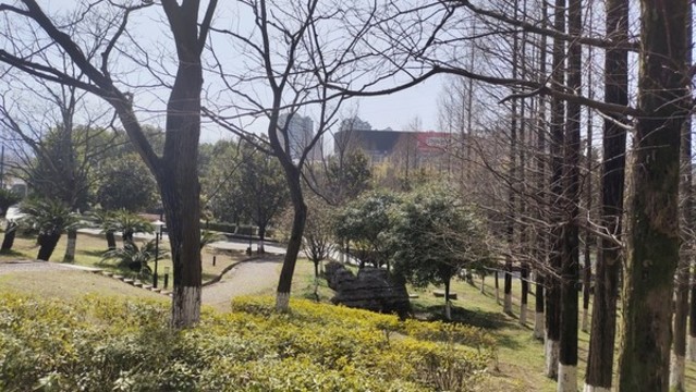 冬日樹林