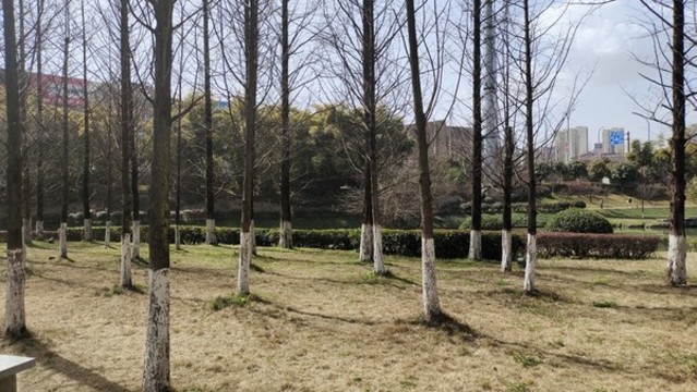 樹林