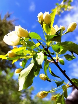 山丁子花