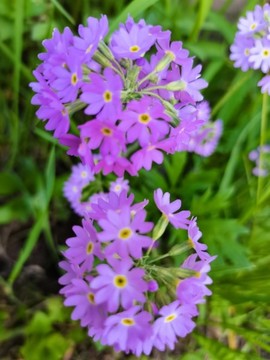 粉報(bào)春花