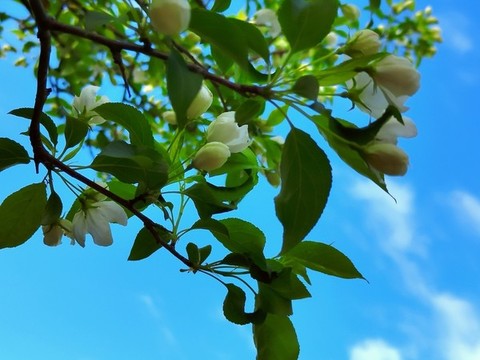 山丁子花