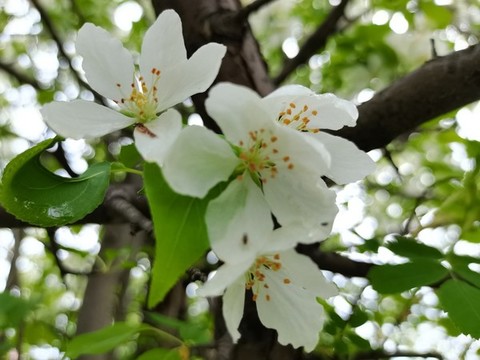 山丁子花