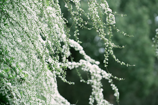 盛放的雪柳