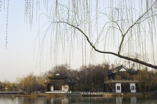 春天柳枝發(fā)芽