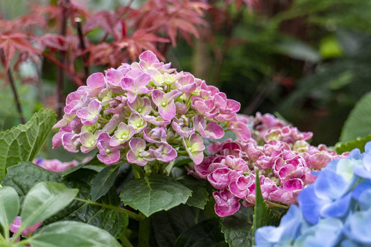 花卉