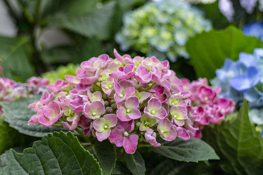 花卉