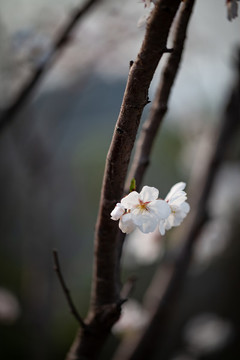 櫻花