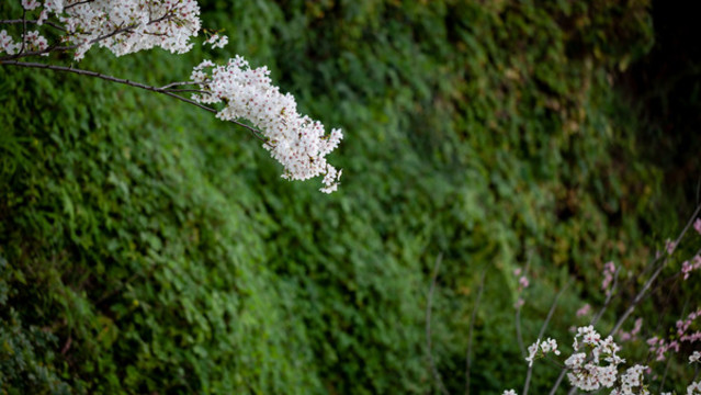櫻花