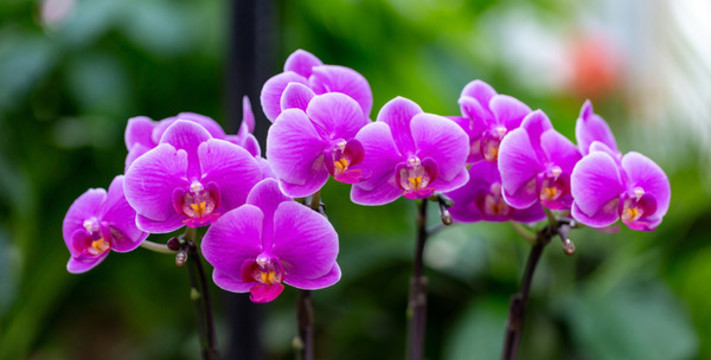 花卉