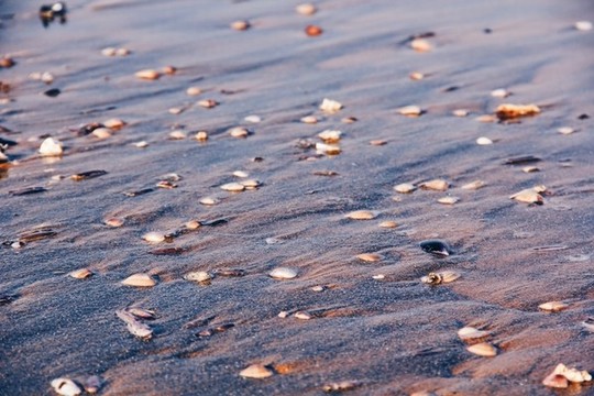 海灘上的蛤蜊