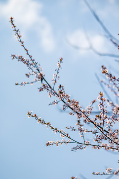 櫻花