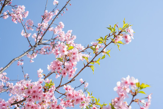 櫻花