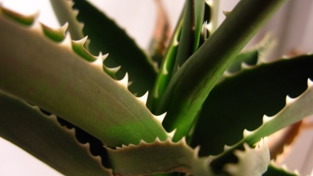 蘆薈