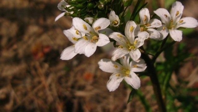 澤珍珠菜