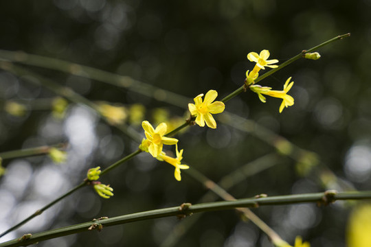 迎春花