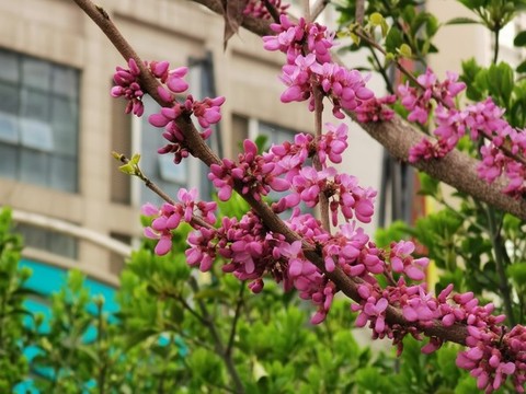 荊條花