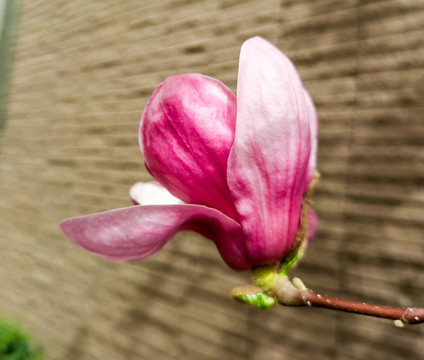 盛開的玉蘭花高清特寫