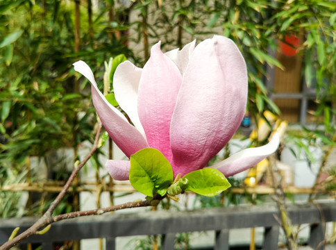 春天玉蘭花開