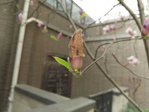玉蘭花