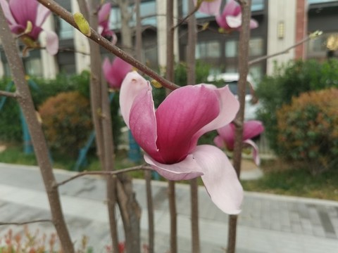 紫色玉蘭花觀賞樹木高清寫真