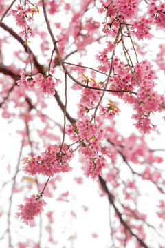 櫻花