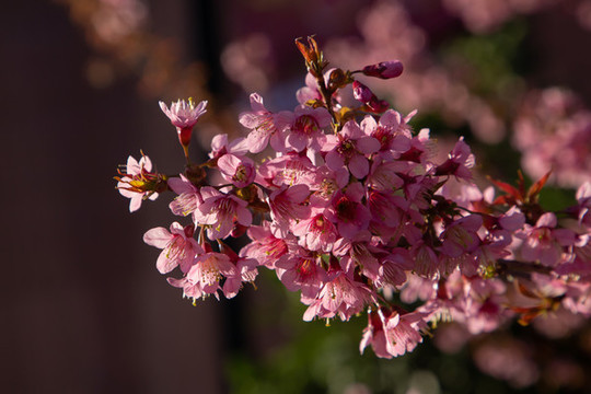 櫻花