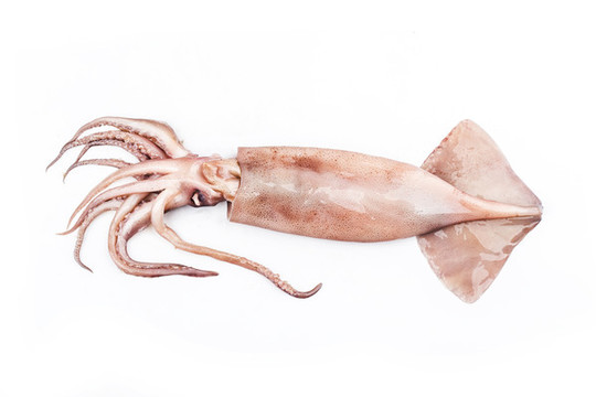 鮮魷魚