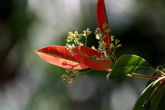 紅葉石楠