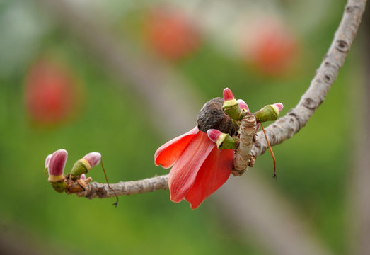 木棉花開