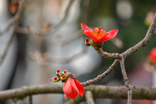 木棉花開