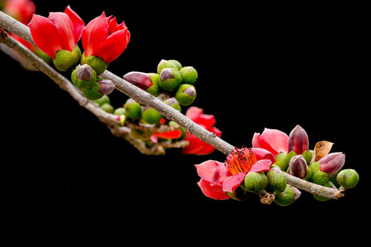 木棉花開(kāi)