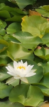 白蓮花