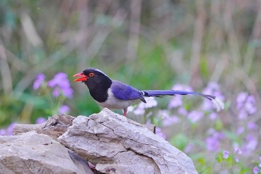 紅嘴藍(lán)鵲