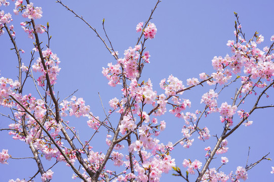 櫻花