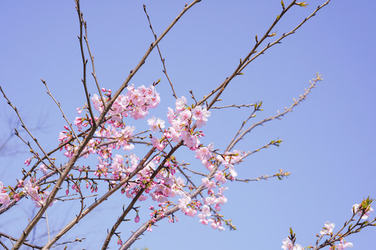 櫻花