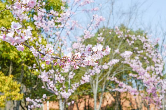 櫻花