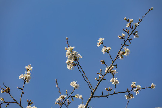 仰拍櫻花藍天