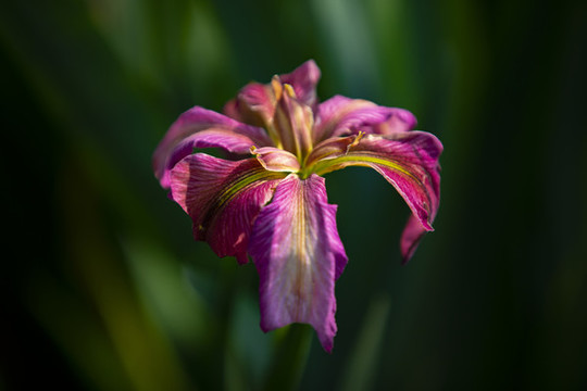 玉蟬花