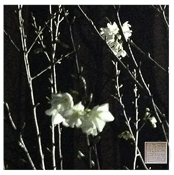 夜銀花