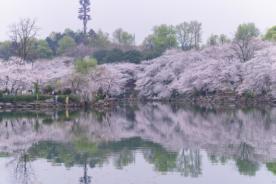 湖南省森林植物园樱花