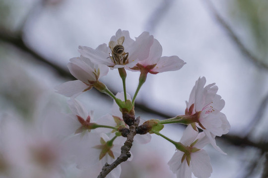 湖南省森林植物園櫻花