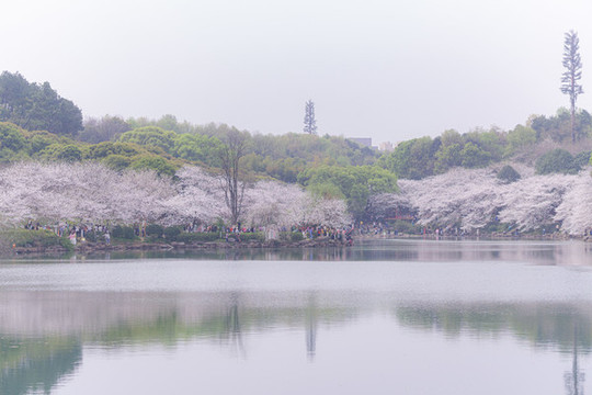 湖南省森林植物園櫻花