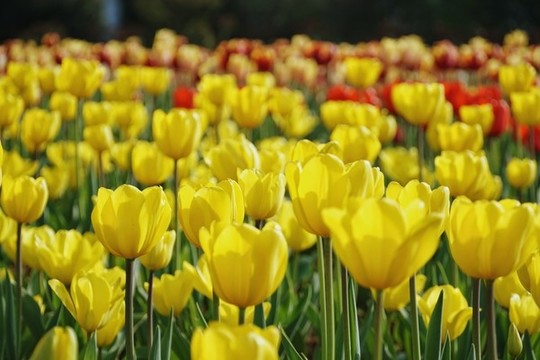 湖南省森林植物園的郁金香
